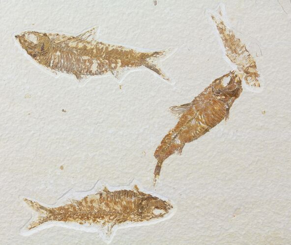 Four Knightia Fossil Fish - Wyoming #95629